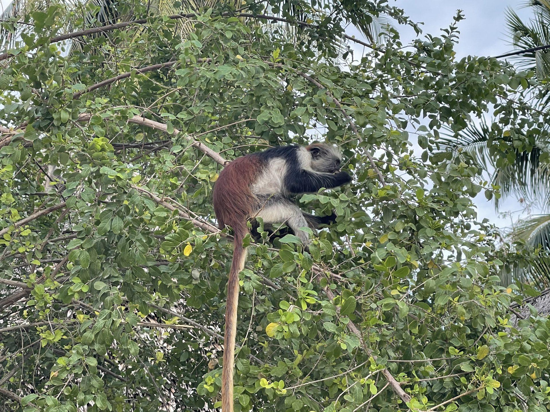 Tanzania safari