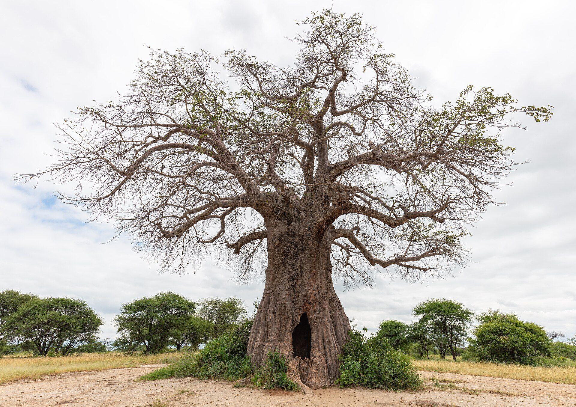 Tarangire