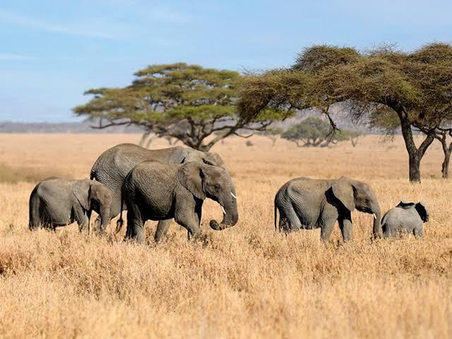 Serengeti