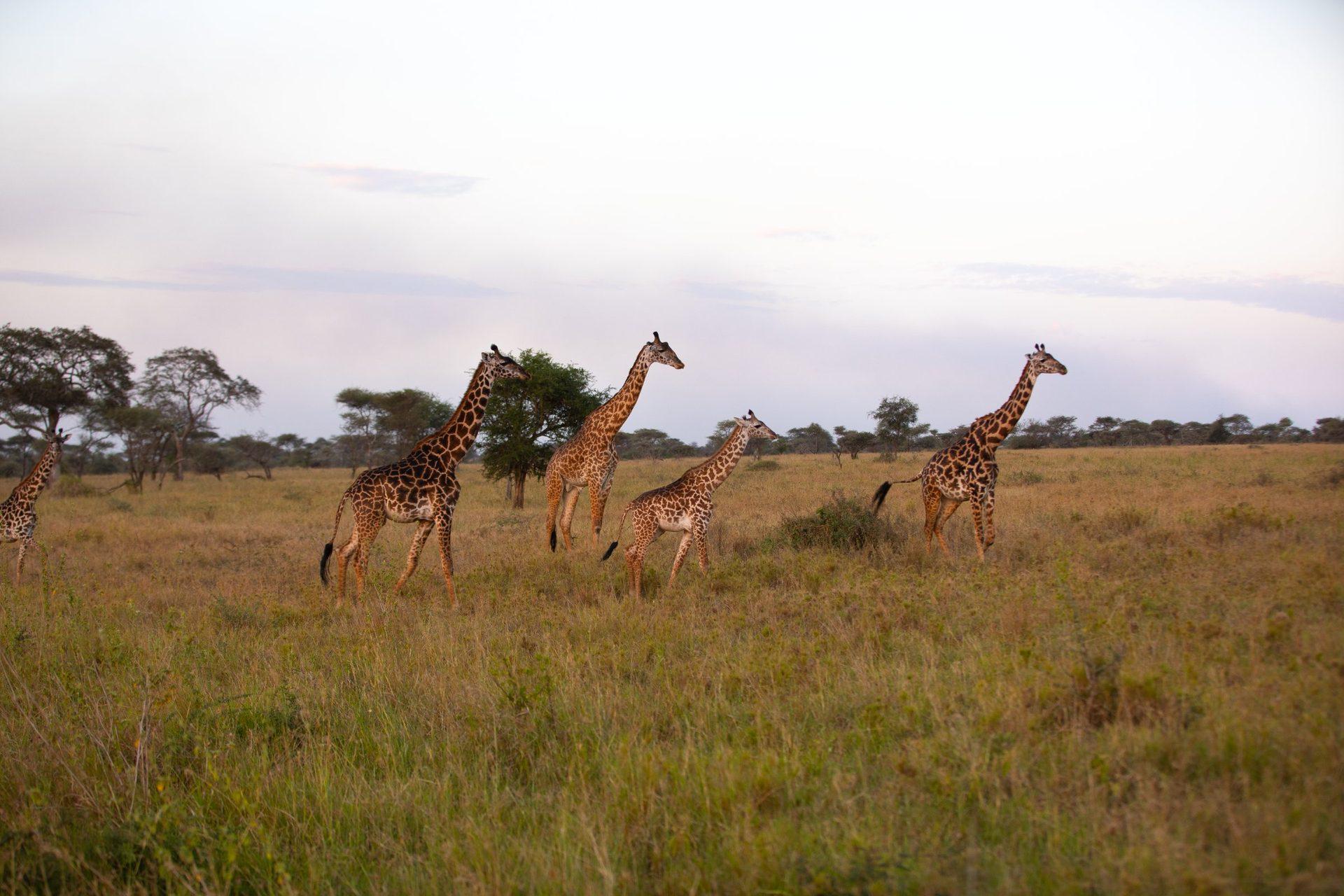 Tanzania landscape