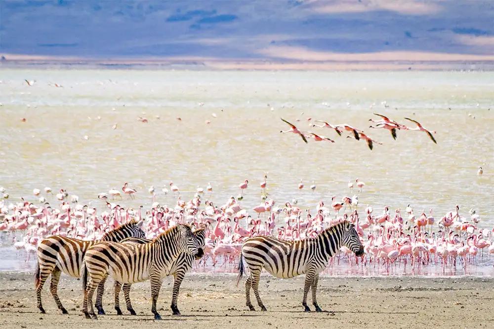 Ngorongoro
