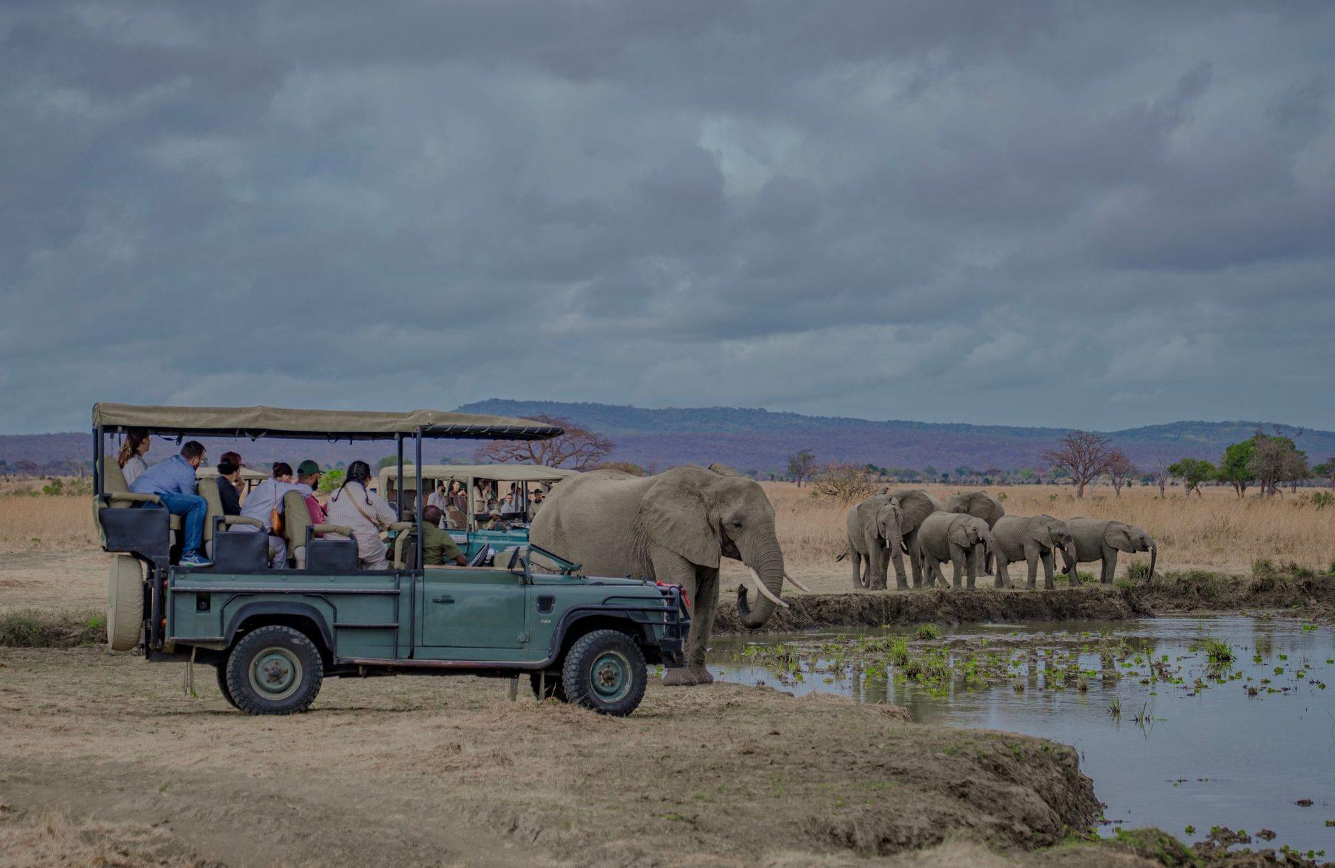 1-Day Mikumi National Park Fly-In Safari from Zanzibar