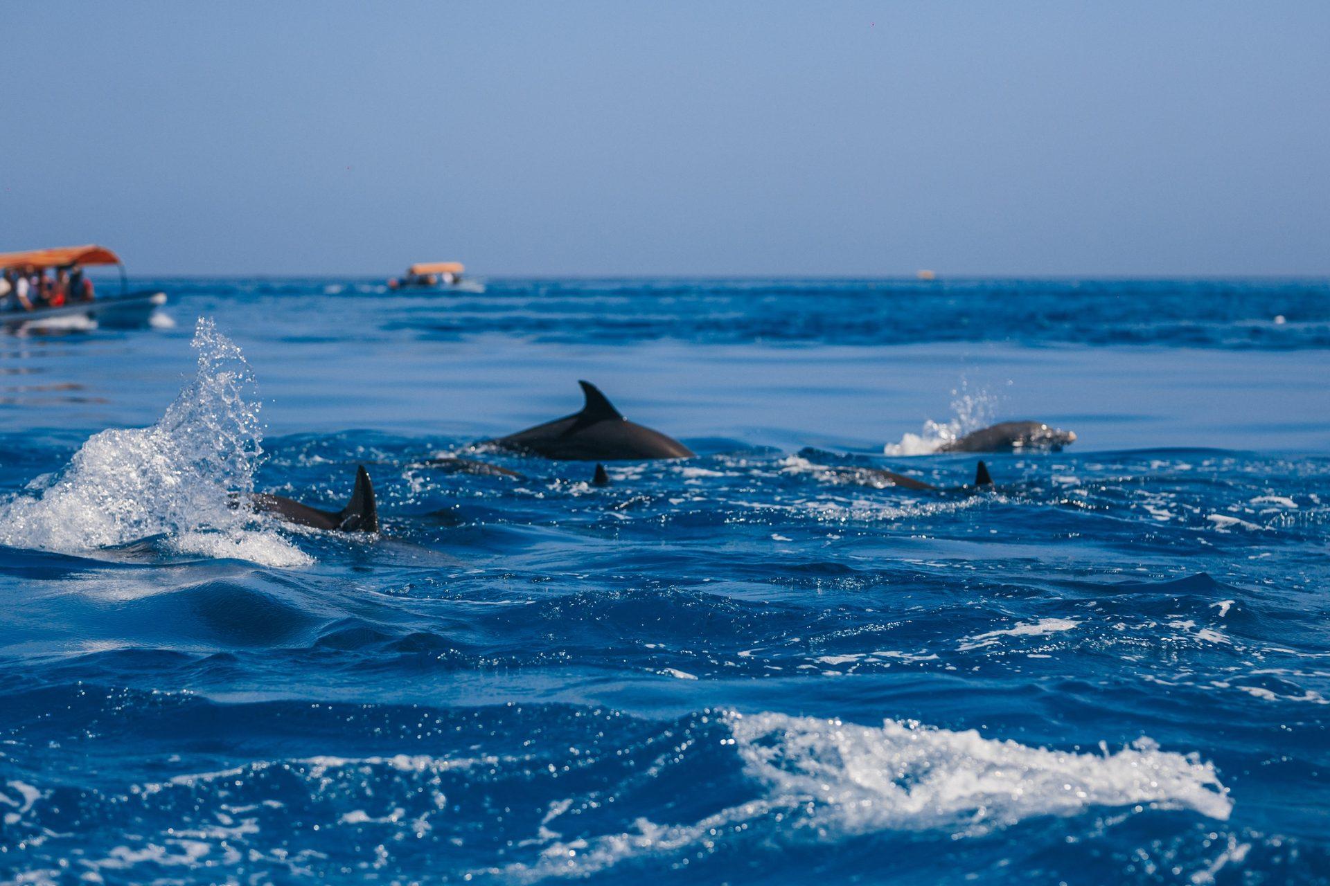 Mnemba Island tour