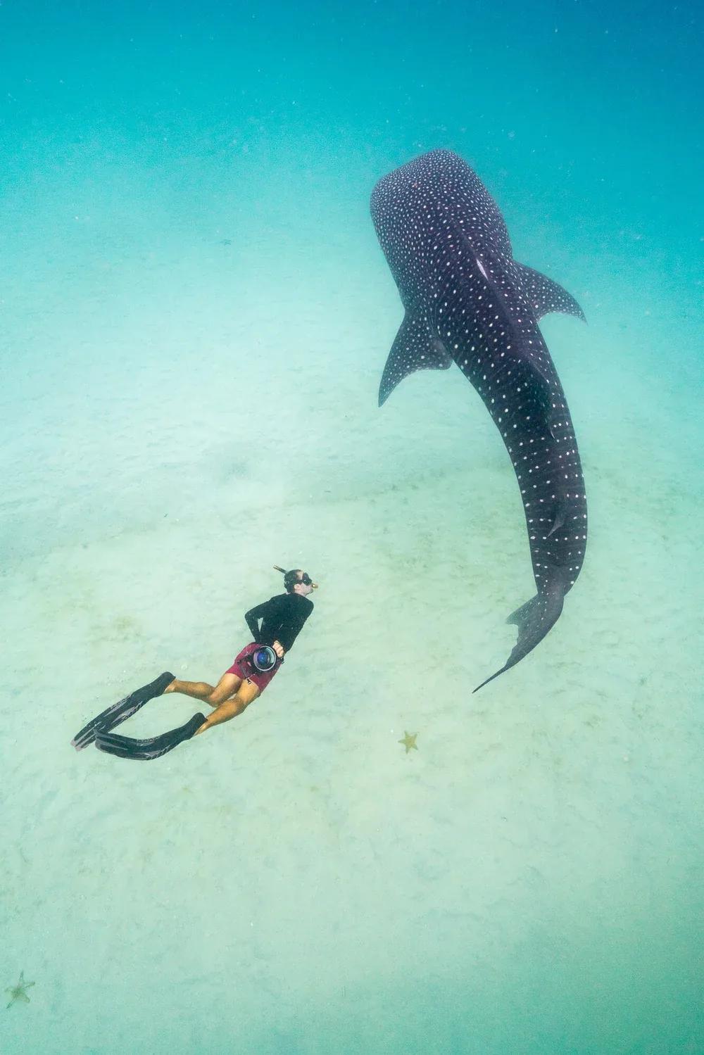 Whale Shark Adventures: swim with gentle giant
