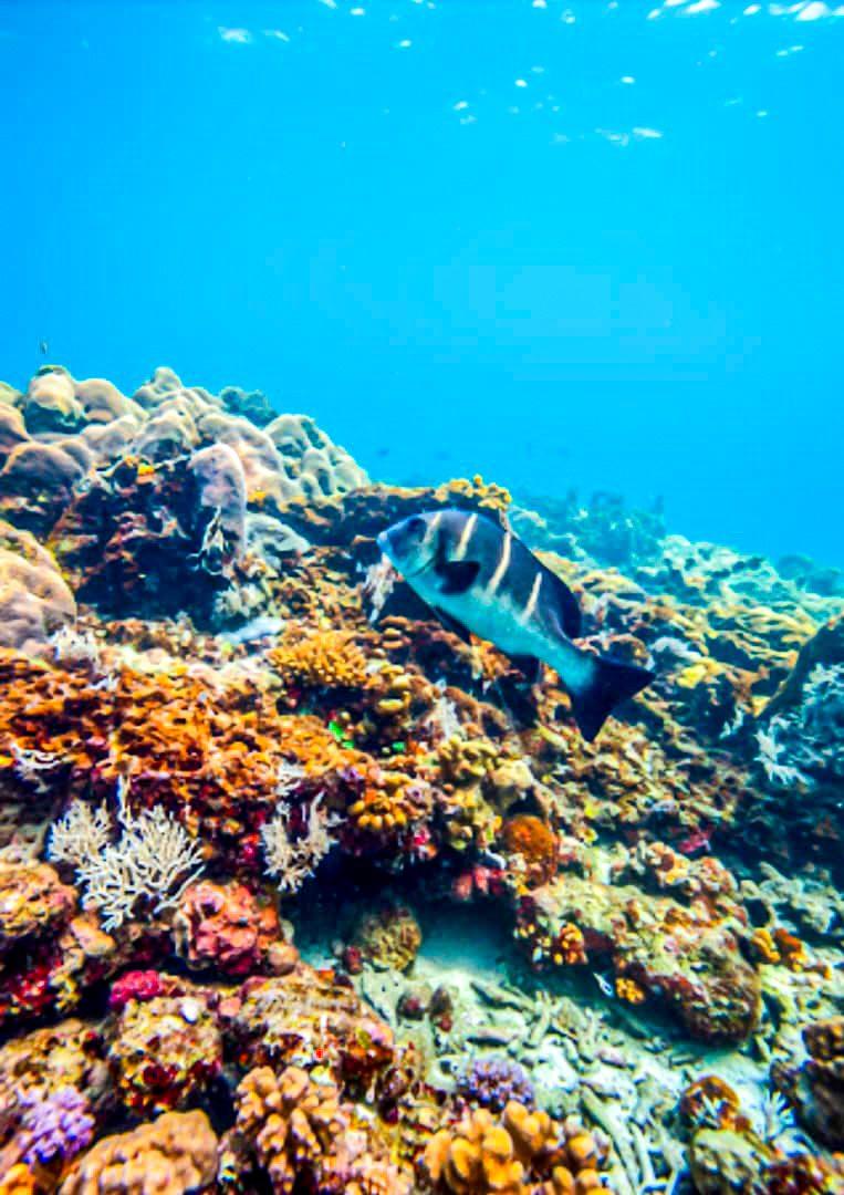Chole Bay Discovery: Reef, Ruins, & Blue Lagoon